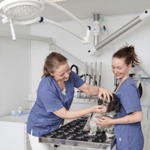 dyrlæge ringsted priser