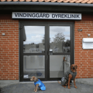 billig dyrlæge vejle