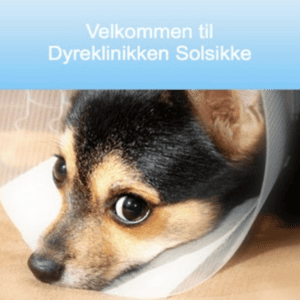 dyrlæge solsikken randers