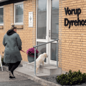 dyrlæge randers nø