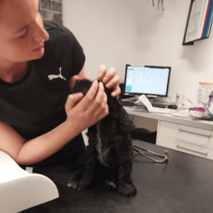 dyrlæge mørkøv dyreklinik